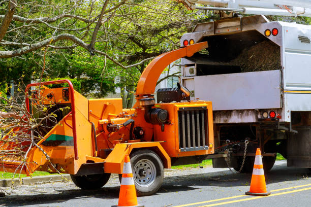 Best Emergency Tree Removal  in West Jefferson, OH